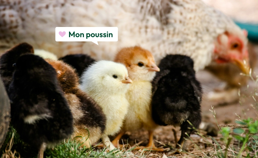 French Words for My Love