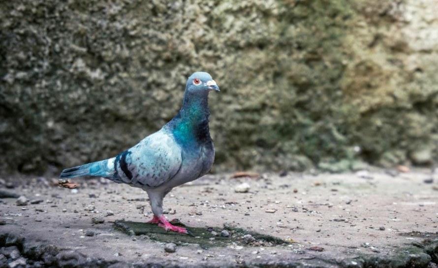 Valentine's Day in France