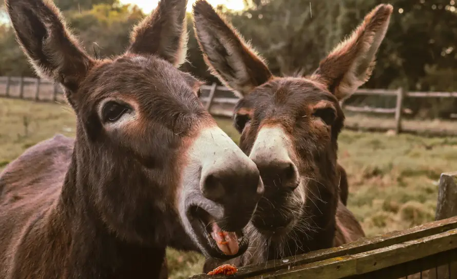 Oeufs à la Couille d’Âne
