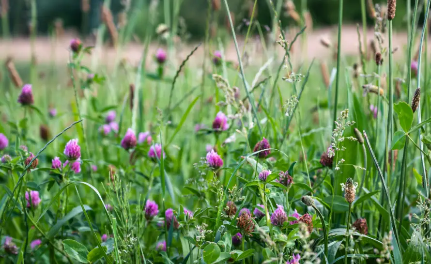 chive blossom butter
