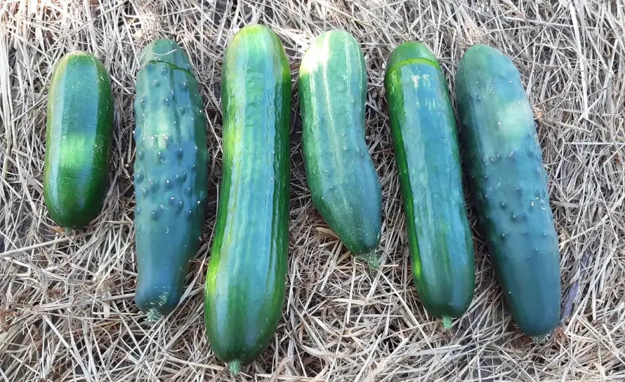cucumber salad