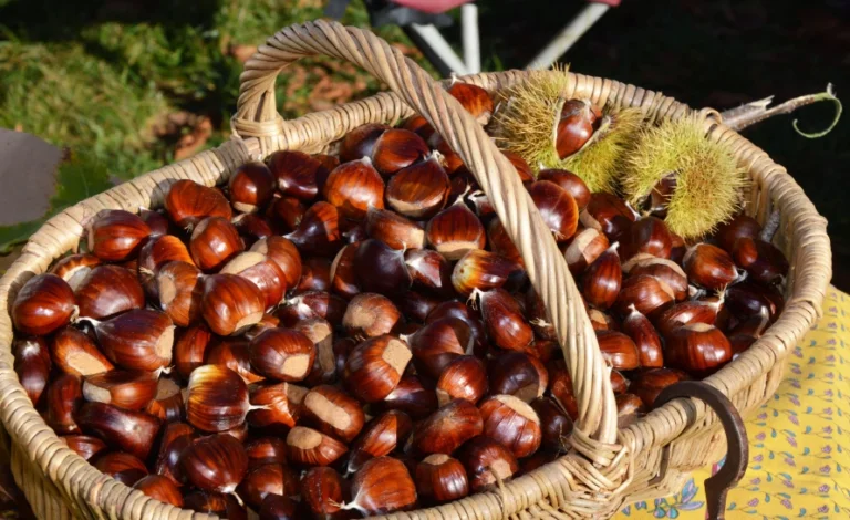 chestnut guide