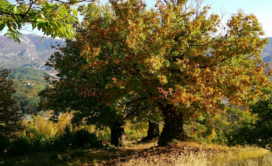 sweet chestnut tree
