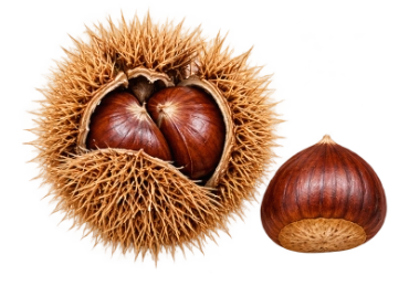 chestnuts
